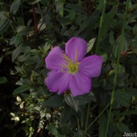Osbeckia octandra DC.
